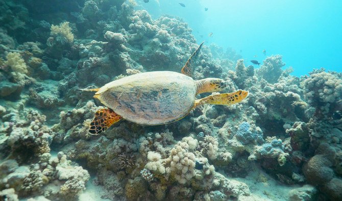 気候変動は地球上のあらゆる生物に影響を及ぼしており、ウミガメも例外ではない。（シャッターストック）