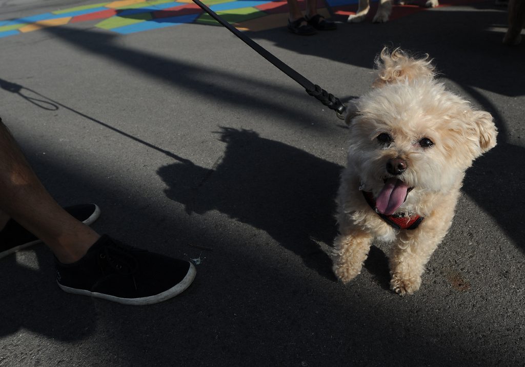 入院患者らの心のケアと犬猫の殺処分数削減につなげる狙いだ。(AFP)