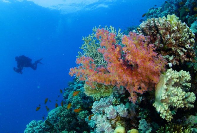 サウジアラビアは温暖な気候のため、海岸沿いでは一年を通して、美しい海でのダイビングや海水浴が楽しめ、サウジアラビア中の多くの人々を魅了している。(SPA)