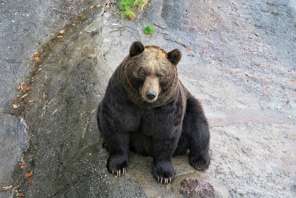 クマは日本全土に生息しており、定期的に町に降りてくるたびに必死の捜索が行われる。住民がクマに襲われ、時には死亡することもある。（Shutterstock）