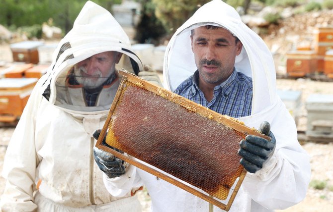 ムーラ地域にはトルコ全域に生息する800万匹のミツバチのうち約350万匹が生息。しかしパインハニーの生産は国内最悪の森林火災の影響を大きく受けている。(AFP)