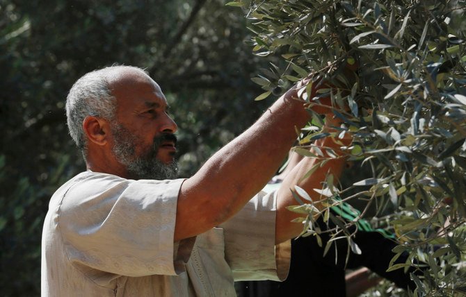 国連監視団によると、2020年には4000本以上のオリーブの木やその他の木の作物が、イスラエルの入植者によって焼かれたり、撤去されたりしている。（AP通信）