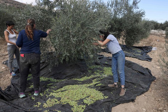 2021年10月19日、ヨルダン川西岸地区のブリン村で、パレスチナ人の農民がオリーブの木を収穫するのを手伝う、人権擁護団体「ラビス」のイスラエル人活動家ら。（写真：メナヘム・カハナ／AFP）