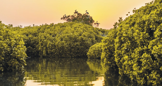 サウジアラビアでは主にジザン州南西部の水域に見られるマングローブ林。（提供写真）