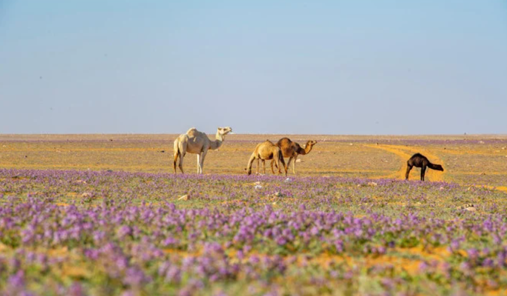 サウジアラビアは世界最大の植林プロジェクトで500億本の木を植えようとしている。(SPA)