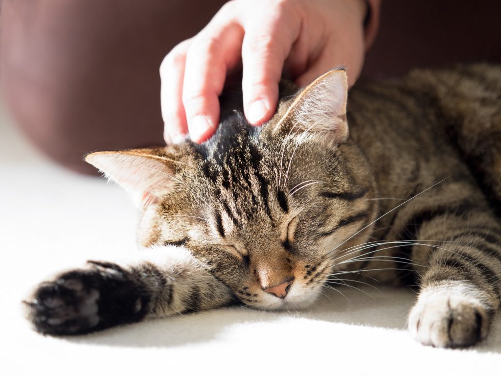 コロナ孤立、犬猫が癒やす=広がるアニマルセラピー―施設で共同生活、企業派遣も (Shutterstock)