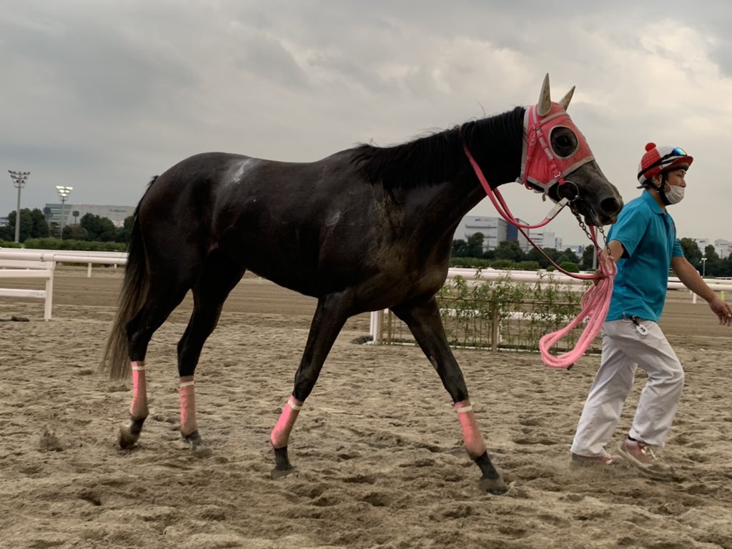 東京の大井競馬場で1日、3歳の同馬は終盤に劇的にスピードを上げて勝利を獲得。12戦目での勝利。（Twitter/@tck_keiba）