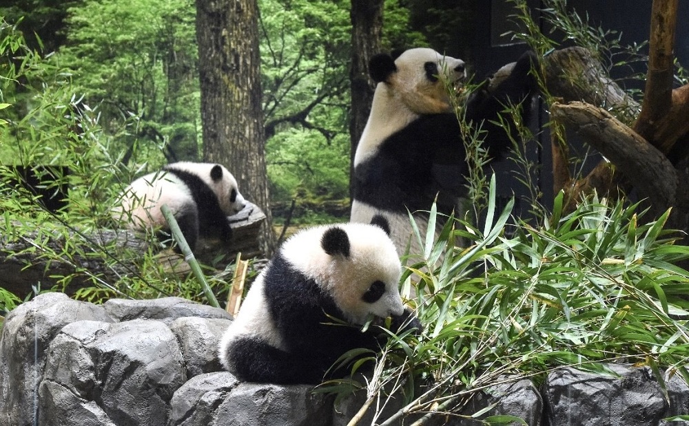 6月に東京の上野動物園で生まれた双子(兄のシャオシャオと妹のレイレイ)は、かわらしく遊ぶ姿を収めようと客がスマホをかざす中、第一歩を踏み出した。((ANJ/ Pierre Boutier))