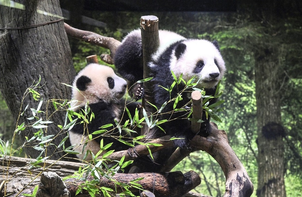 6月に東京の上野動物園で生まれた双子(兄のシャオシャオと妹のレイレイ)は、かわらしく遊ぶ姿を収めようと客がスマホをかざす中、第一歩を踏み出した。((ANJ/ Pierre Boutier))