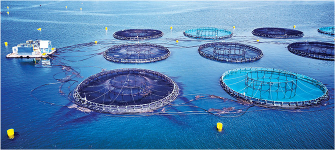 キング・アブドゥラー科学技術大学(KAUST)は「サウジアラビアと世界のイノベーション、経済発展と社会的繁栄の触媒になる」というミッションの期待に応えている。(シャッターストック)