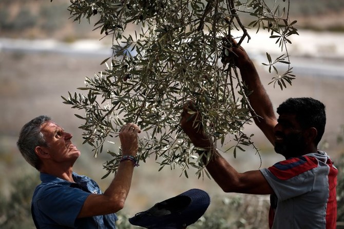 オリーブの木は、多くのパレスチナ人の農民や農業従事者にとって重要な作物である。(ファイル/AFP)
