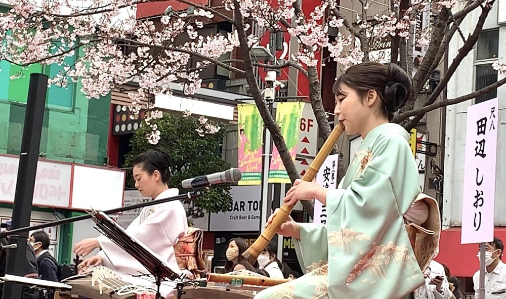 長野県から新宿区に寄贈された2本の桜の木の下で、人々は伝統音楽を聴きながら早咲きの桜を鑑賞した。(ANJP Photo)