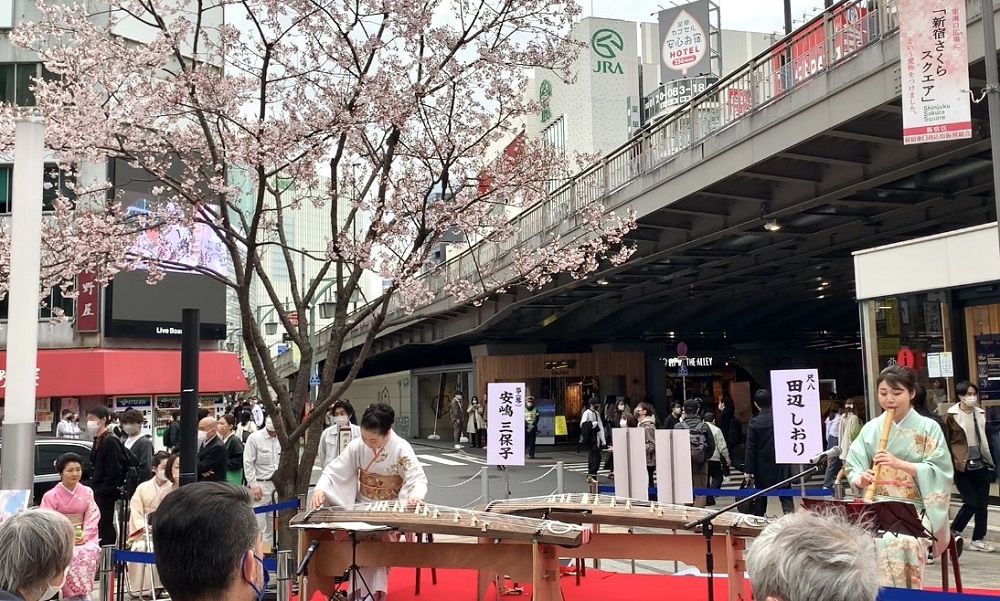 長野県から新宿区に寄贈された2本の桜の木の下で、人々は伝統音楽を聴きながら早咲きの桜を鑑賞した。(ANJP Photo)