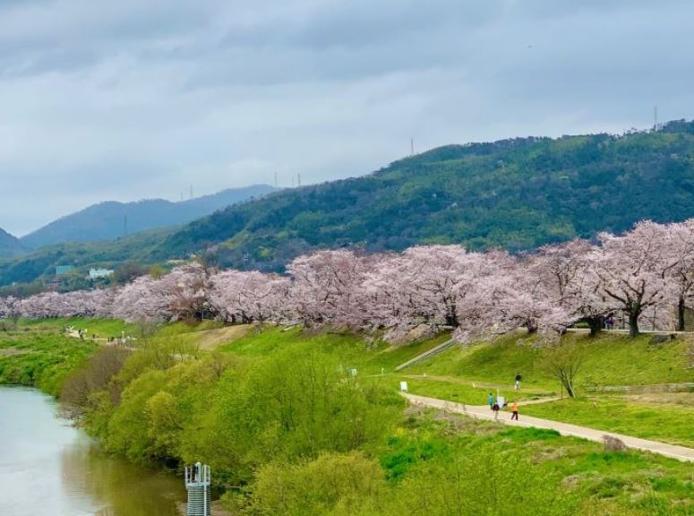 八幡市では、背割堤や淀川河川公園で200本以上の桜を見ることができる。（Another Kyoto）