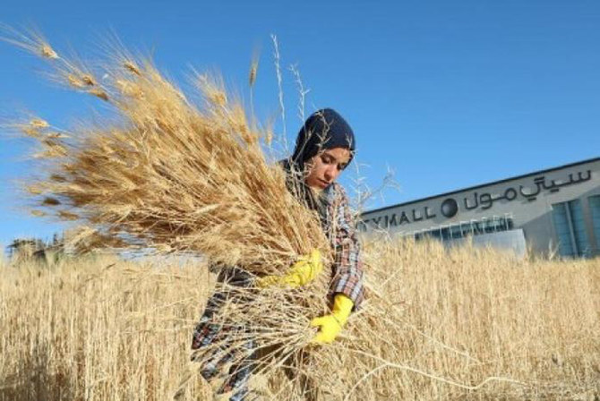 ヨルダンは、消費される小麦の約95％を輸入している。（ロイター通信）