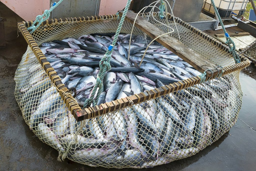 日本はサケ・マスの漁獲枠に関するロシアとの交渉を月曜日に開始する。（Shutterstock）