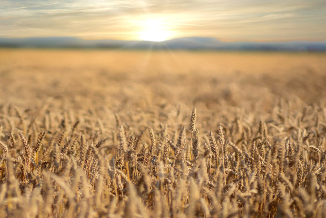 SAGOは小麦備蓄の継続的な維持に現在取り組んでいると述べるザイド・アル・シャバーナート氏（写真：Shutterstock）