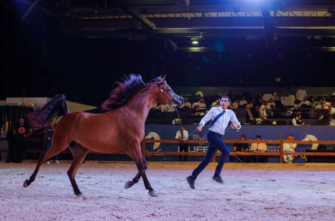 リヤドで5日間にわたり開催されたアラブ純血馬の美しさを競う国際チャンピオンシップ(Kuhailah)にはさまざまな血統の馬が出場し、日曜日に終幕した。(提供)