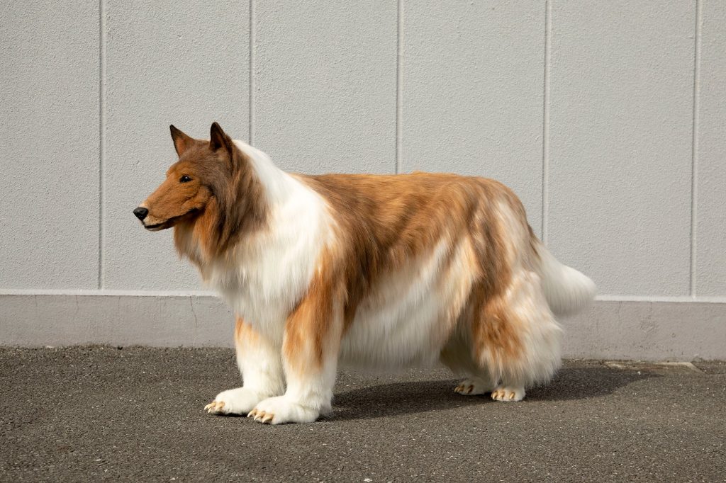 日本の取扱店ゼペットに依頼し、40日間で犬のような衣装を制作してほしいと依頼した男性（Twitter/ @zeppetJP）