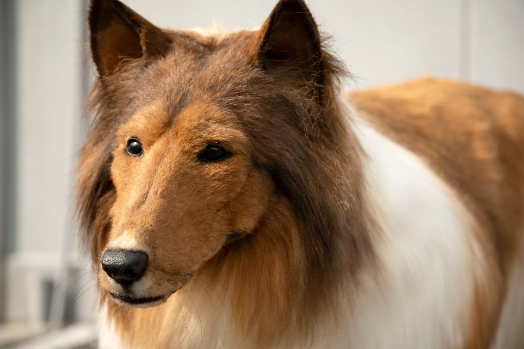 日本の取扱店ゼペットに依頼し、40日間で犬のような衣装を制作してほしいと依頼した男性（Twitter/ @zeppetJP）