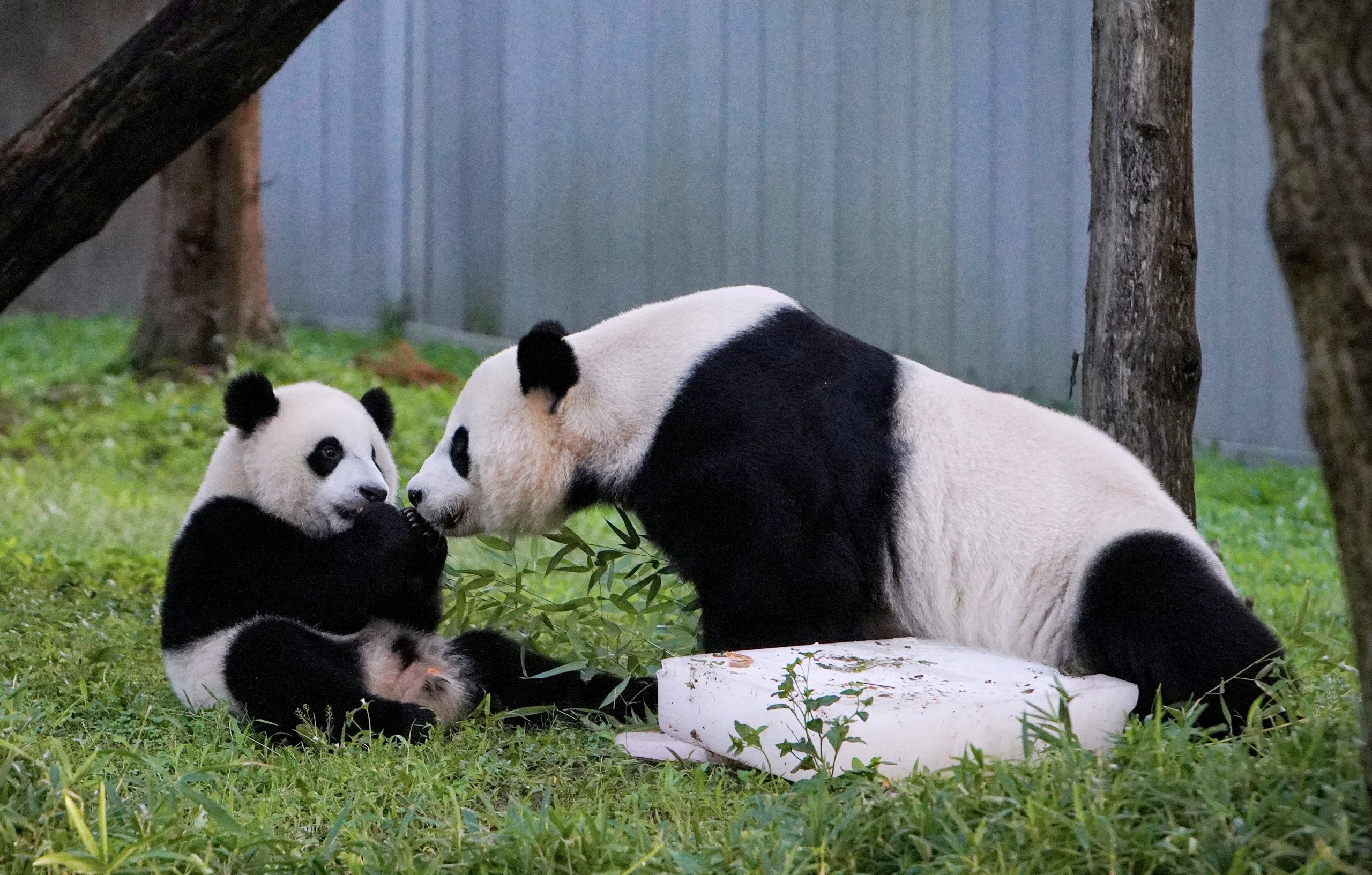 上野動物園 シャンシャン 両面ポスター 5枚セット 2017-2022