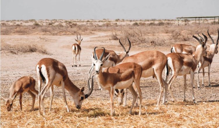 イラク南部のアル・ムサンナ州のサマーワ砂漠に位置するサワ野生動物保護区で草を食べるリムガゼル。イラクの野生動物保護区に生息するガゼルは、飼料不足で餓死している。（AFP）