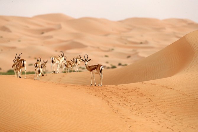野生生物への脅威が世界中で増す中、サウジアラビアの豊かな生物多様性を保全するための取り組みは希望の光となっている。（AFP）