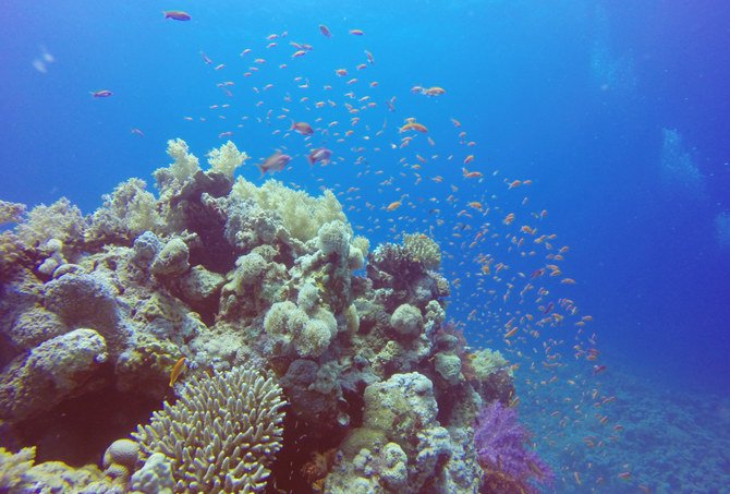 熟練のダイバー達は、サウジアラビアはユニークなダイビングスポットであるが、海洋生物や繊細な海の生態系を保護するべきであると考えている。（提供）