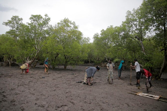 ケニアのクワレ県ガジ湾の海岸で、マングローブの植樹を行うケニアの人々。外国の政府や企業が気候変動に関する信頼性を高めるために行う資金援助により進められている。（AP）