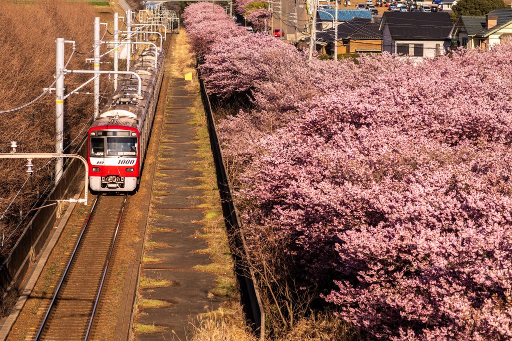 日本では地元の人も観光客も桜の季節を心待ちにしている。（AFP）