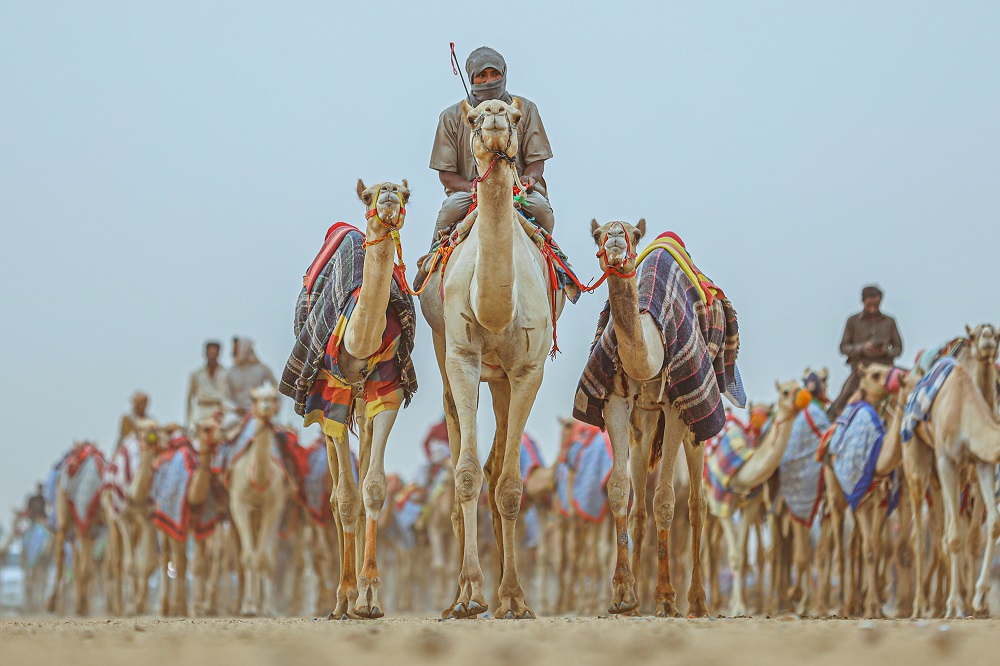 サウジアラビアでは何世紀もの間、伝統あるラクダレースが盛んに行われてきた。（提供）