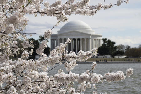 全米桜祭りが提供するこの画像では、ワシントンDCの満開の桜の枝ごしにジェファーソン記念館が見える。（全米桜祭り、AP）