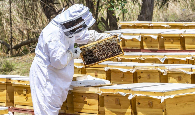 サウジアラビアの主要観光地の一つでサラワト山脈に位置するアル・バハは、養蜂・蜂蜜生産の中心地としても有名だ。この地方には12万5000個の巣箱があり、蜂蜜生産量年間約800トンを誇っている。（SPA）