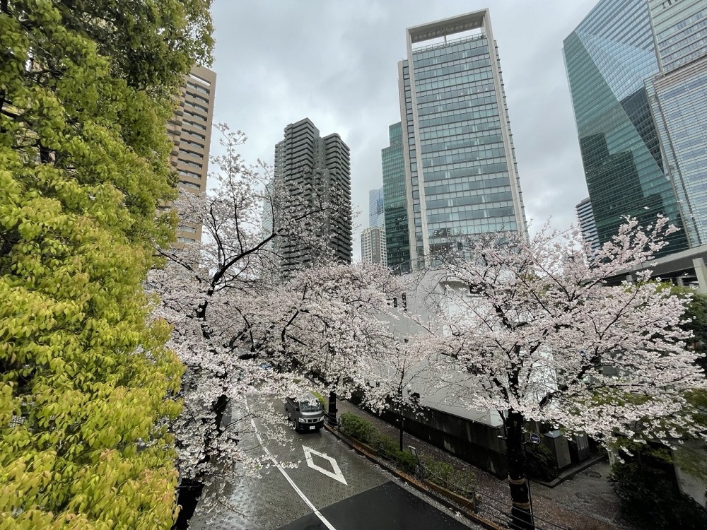 今年の日本では、新型コロナウィルスによる3年間の「自粛」の後、花見が完全に復活した。(ANJ)
