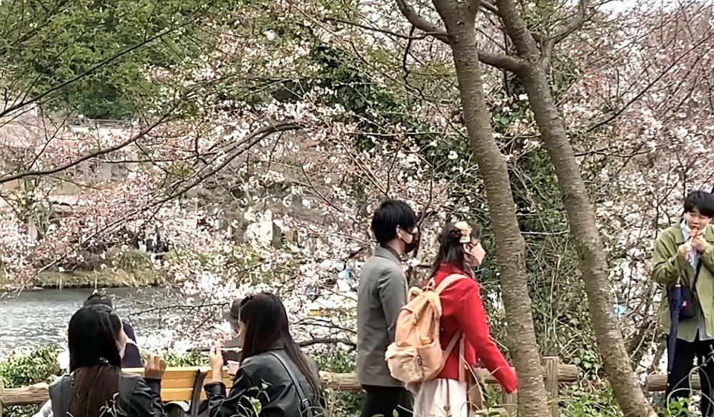 今年の日本では、新型コロナウィルスによる3年間の「自粛」の後、花見が完全に復活した。(ANJ)