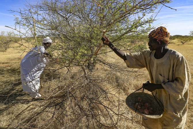 2023年1月9日、スーダン人男性がスーダンの北コルドファン州の国有のデモカヤ研究林にあるアカシアの木から、アラビアガムの樹液を収穫しているところ。（AFP） スーダン人男性がアカシアの木の枝にあるアラビアガムの樹液を見せている。（AFP）