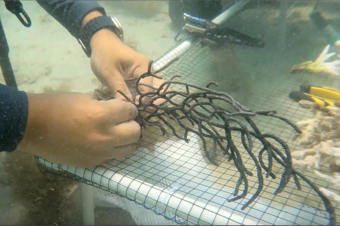 2023年6月4日、ドバイでサンゴを移植するため、海底に固定されたネットにサンゴを取り付けるPADIコースディレクターのアムル・アンワル氏（動画からの静止画）。（AP写真/マラック・ハーブ）