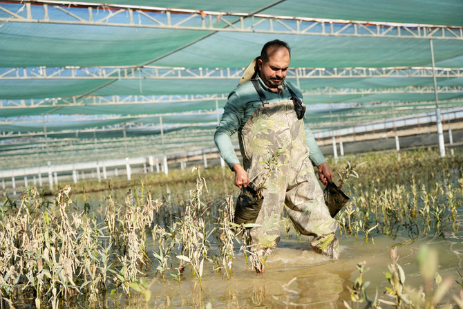 マングローブ育成プロジェクトの一環としてマングローブの苗を運ぶ、技術者のアイメン・アル・ルバイエさん（47）。バスラのシャット・アル・アラブ川の支流地域。（ロイター）