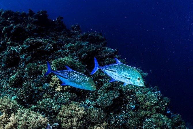 紅海には2000種以上の魚が生息している。(スマイヤ・ナシーム)