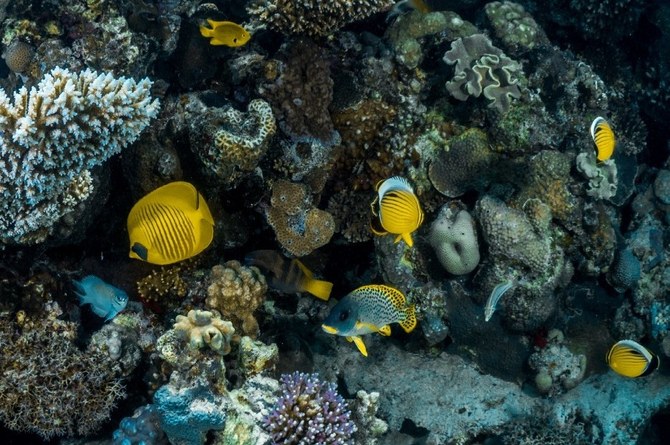 紅海には2000種以上の魚が生息している。(スマイヤ・ナシーム)