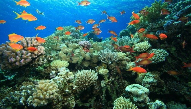 紅海には2000種以上の魚が生息している。(スマイヤ・ナシーム)