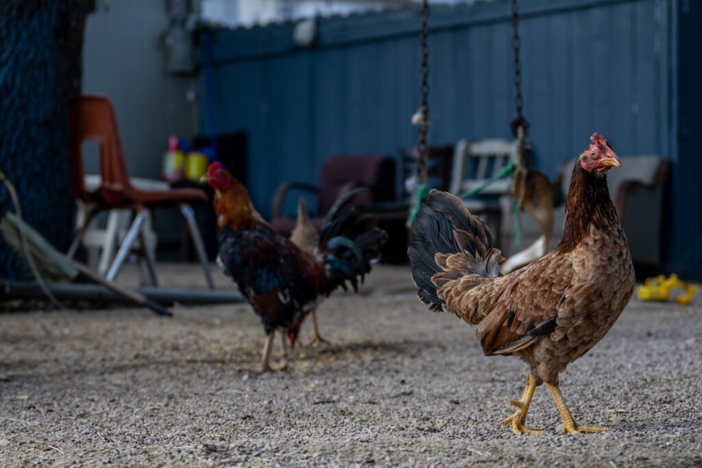 この発表は、日本がエスピリトサント州とサンタカタリーナ州からの鶏肉の輸入を停止したことを受けて行われた (AFP)。