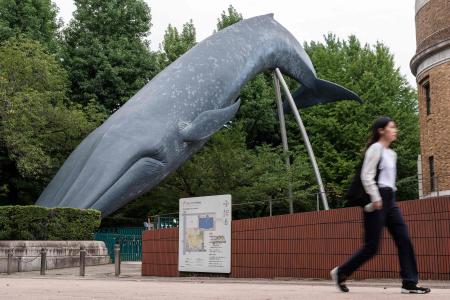 東京・上野公園にある国立科学博物館外に展示されているシロナガスクジラの原寸大オブジェの前を通り過ぎる女性。2023年8月9日撮影。(AFP)