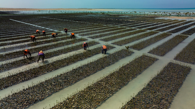 2030 年までに 5,000 万本のマングローブの木を植えることを目標に苗床プロジェクトを開始したレッド・シー・グローバル。（レッド・シー・グローバル写真)