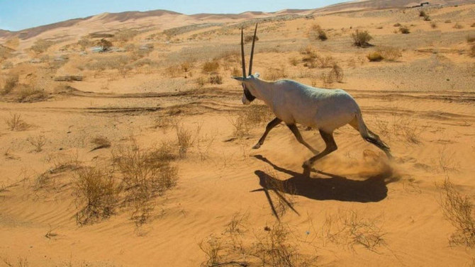 王国南西部の砂漠にあるウルク・バニ・マアリド。(SPA/写真)