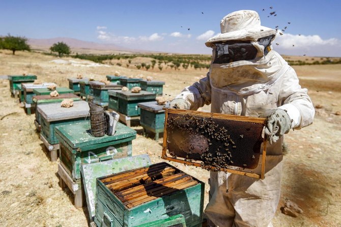 2023年9月11日。長年にわたる戦争、経済崩壊、そして悪化する気候変動の中、ダマスカス近郊のランクス村にある乾燥した土地で、巣箱から蜂蜜を取り出そうと奮闘するシリアの養蜂家、イブラヒム・ダミリヤ氏。（AFP）