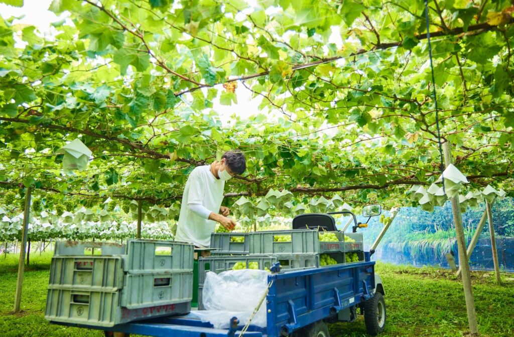山梨県産で生産されるブドウは5月下旬（施設内での栽培）～10月下旬にかけて収穫され、その期間内でも品種によって旬は異なる。（提供）