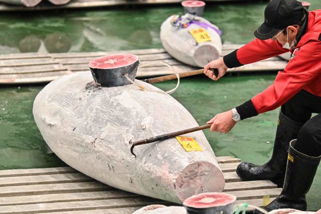2024年1月5日、東京・豊洲の魚市場で行われたマグロの初競りに参加する卸売業者とバイヤー。(写真：リチャード・A・ブルックス／AFP＝時事）