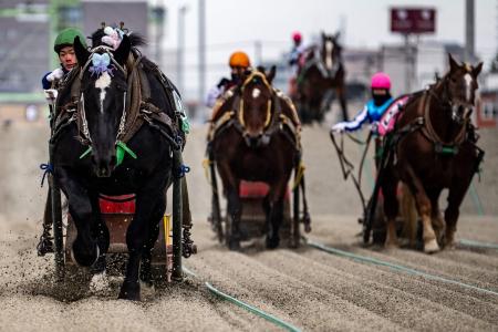 2023年12月9日、北海道帯広市の帯広競馬場で行われたばんえい競馬。（AFP）