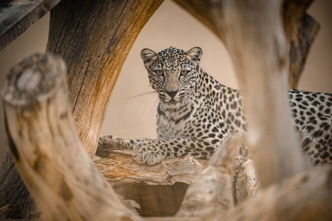 繁殖センターで飼育される若いヒョウ。（写真提供：アル・ウラー王立委員会）